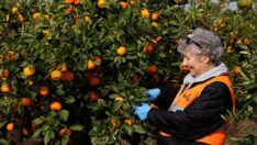 LÖSEV çiftliğinde hasat zamanı