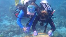 Mercan enfeksiyonları için etkili bir tedavi yöntemi geliştirildi