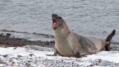 Mikroplastik kirliliği Antarktika’ya kadar ulaştı