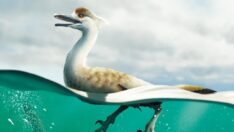 Milyonlarca yıl önce yaşamış “penguen dinozor” fosili şaşkınlık yarattı