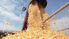 Nişasta bazlı şeker sağlığımızı nasıl etkiler?