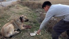 Otomobilin çarptığı köpeğe 11 yaşındaki Samet sahip çıktı: Çok üzüldüm