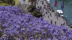 Sidney mora büründü