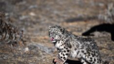 Tibet’te kar leoparı yavrusu doğaya salındı
