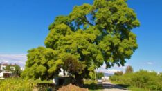 210 yaşındaki dişbudak ağacı fırtınaya yenildi