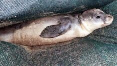 Açlıktan ölmek üzereyken bulunan yavru Akdeniz foku kurtarıldı