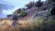 Anadolu Leoparı yine fotokapana yakalandı