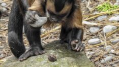 Bilim insanları şaştı: Taş devrinden kalma aletleri maymunlar yapmış