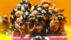 Bombus arıları artık Van’da