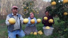 Bu kavun ağaçta yetişiyor