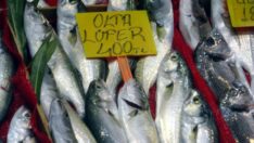 Çanakkale’de lüferin kilosu 400 liraya yükseldi