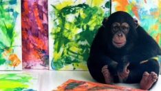 Chimpcasso: Ünlü şempanzenin tabloları satışa çıktı