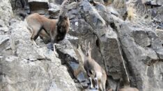 Dağcılar yaban keçilerini görüntüledi: Heyecan verici