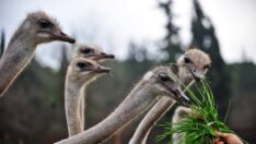 Deve kuşları da şaşırdı: Yumurtlamaya başladılar