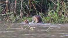Diyarbakır’da su samuru ölü bulundu