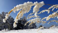 Doğu Anadolu’da soğuklar etkisini sürdürüyor