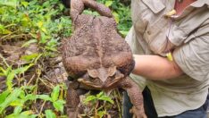 Dünyanın en büyük kamış kurbağası Avustralya’da bulundu