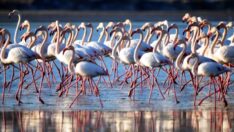 Flamingo cennetini kurtarma operasyonu başlattılar