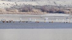 Göçmen su kuşları Ankara’da mola verdi