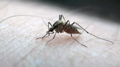 İklim değişikliğiyle sivrisinek popülasyonu arttı