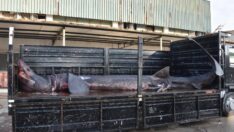 İzmir’de ağlara takılan köpekbalığı kurutulacak