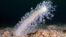 İzmit Körfezi’nde deniz kalemleri görüntülendi