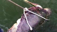 İztuzu açıklarında ölü caretta caretta bulundu