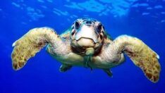 Kaplumbağalar için ‘poşet’ uyarısı