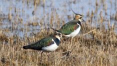 Kar yağmadı kızkuşları güneye göçmedi