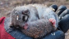 Kastamonu’da yediuyur görüldü