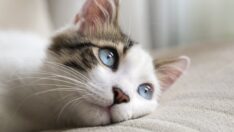 Kediler için “online kan bankası” oluşturdu