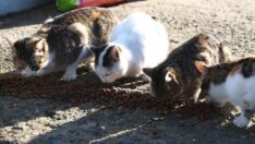 Kışın sahipsiz hayvanlar için köye mama taşıyor