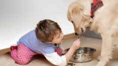 Köpeklerle ilgili ilginç araştırma: O insanlara daha sabırlı davranıyorlar