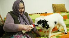 Kuzuya bebek gibi bakıyor