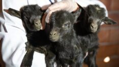 Mamak’taki üçüz keçilere isim aranıyor