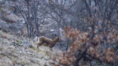 Munzur’un yaban keçileri görüntülendi