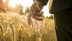 On binlerce çiftçiyi ilgilendiriyor: Tarım sigortası fiyatlarında değişiklik