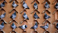 Posta güvercinleri yarışa hazırlanıyor