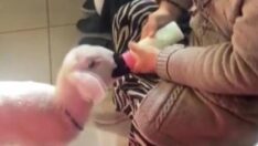 Sahibiyle hastaneye gelen kuzu ‘Ela’ ilgi odağı oldu