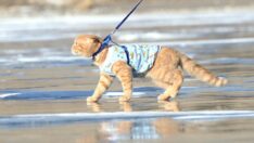 ‘Tarçın’ buz tutan Çıldır Gölü’nde kayıyor