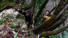 Tesadüfen bulundu: 661 yıllık ağaç anıt olacak