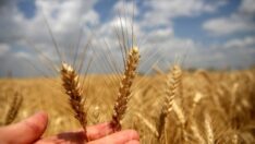 TMO’dan 150 bin tonluk buğday ithalatı