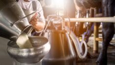 Ulusal Süt Konseyi toplandı: Çiğ süt fiyatı güncellenmedi