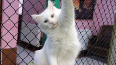 Van kedilerine çiftleşme için özel oda, özel müzik