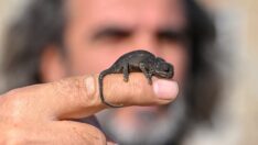 Van’da bir okulda yorgun bulunan bukalemun koruma altında