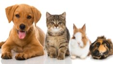 Yapay zeka ile hayvanların ne demek istedikleri anlaşılabilecek