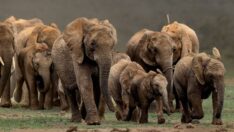 Yeni DNA toplama uygulaması filler üzerinde test edildi