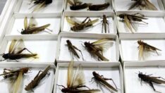 30 bin böcek müzede sergileniyor