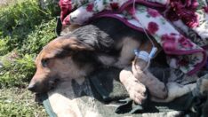 55 saat sonra enkaz altından bir köpek kurtarıldı