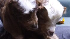 Annesiz keçileri biberonla besliyor